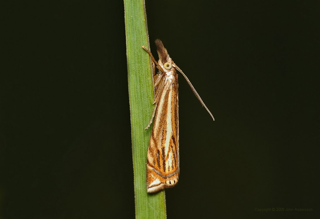 Allmnt grsmott, crambus lathoniellus