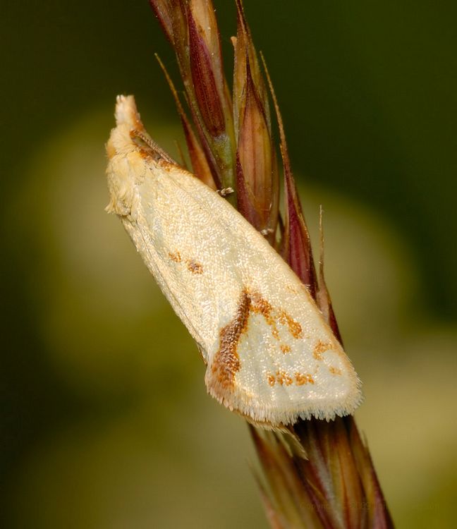 Tistelgulvecklare, agapeta hamana