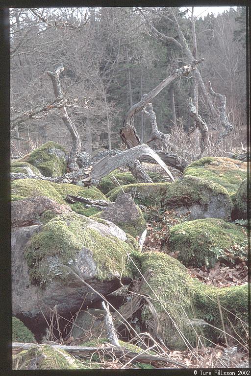 Iron(?) age graves, Tinnerö