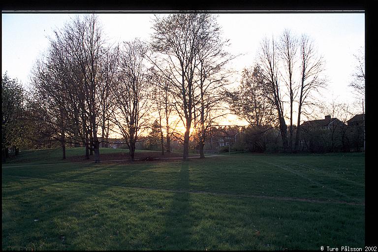 Trees & lawn