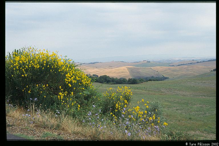 Flowers and fields