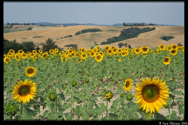 Sunflowers