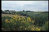 More flowers and fields