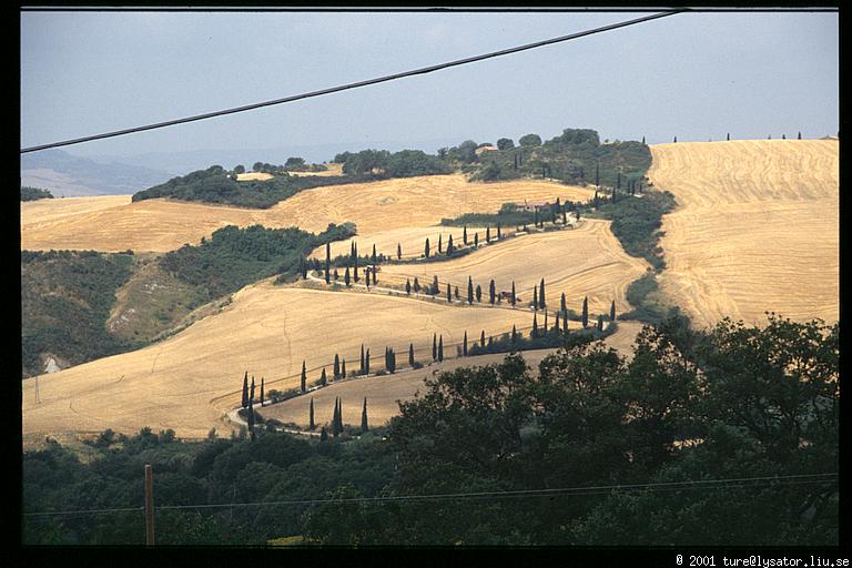 Cypress zig-zag, Val d'Orcia