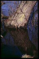 Tree trunk reflected in water