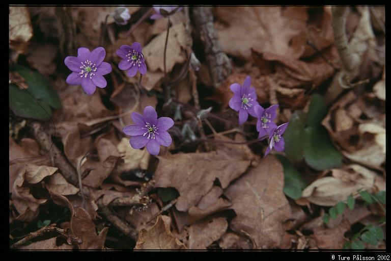 Blue flowers, nature reserve, Sturefors