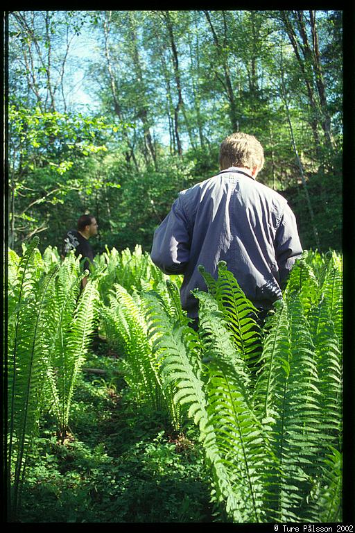 ceder making his way through the ferns, Stjärnorp