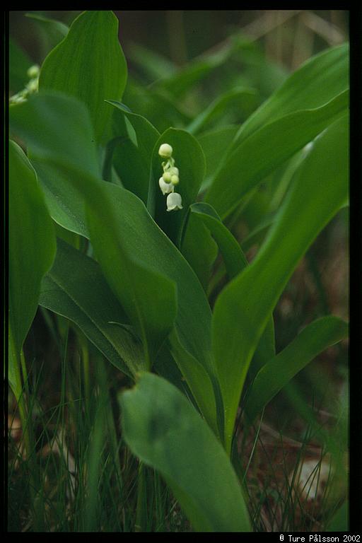 (Convallaria majalis)