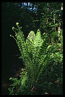 Ferns, Stjärnorp