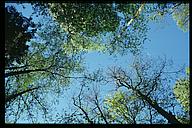 Sky through the foilage from the bottom of the ravine, Stjärnorp