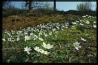 (Anemone nemorosa), Tinnerö