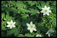 (Anemone nemorosa), Tinnerö