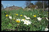 (Anemone nemorosa, Taraxacum vulgare), Tinnerö