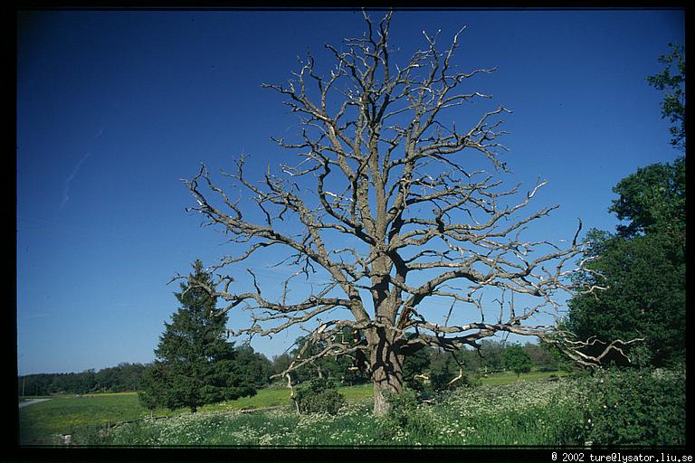 Old oak, Tinnerö