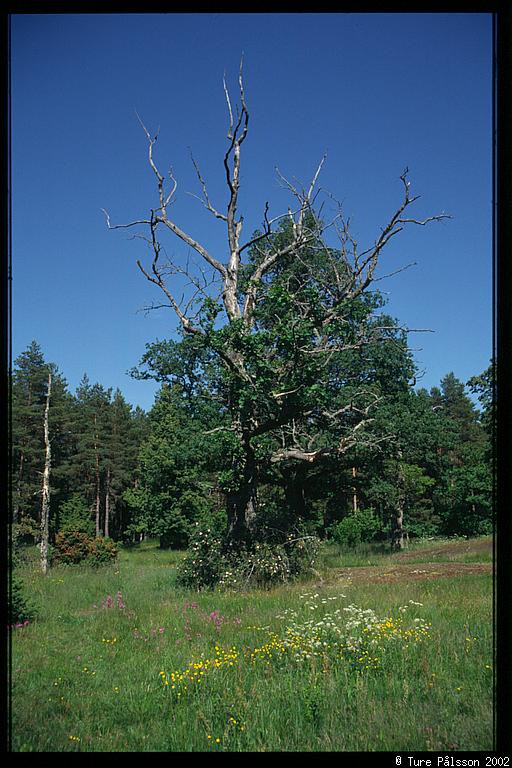 Tinnerö