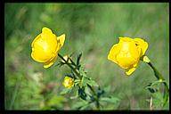 Smörboll, Globeflower (Trollius europaeus), Tinnerö