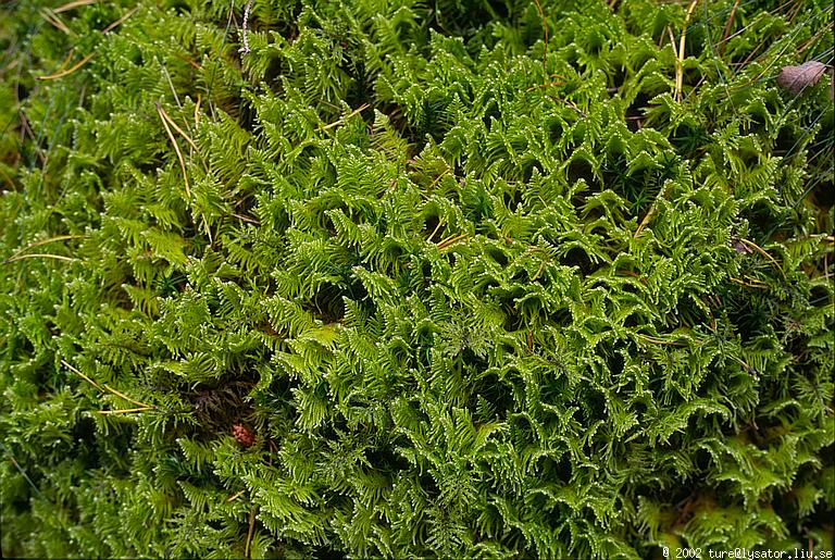 A bed of moss