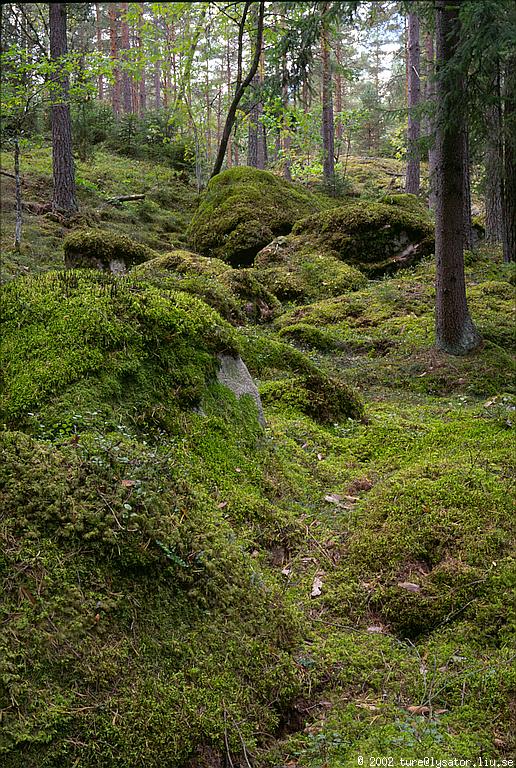 Mossy rocks