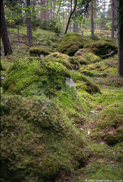 Mossy rocks