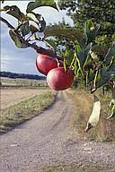 Apples @ f/22