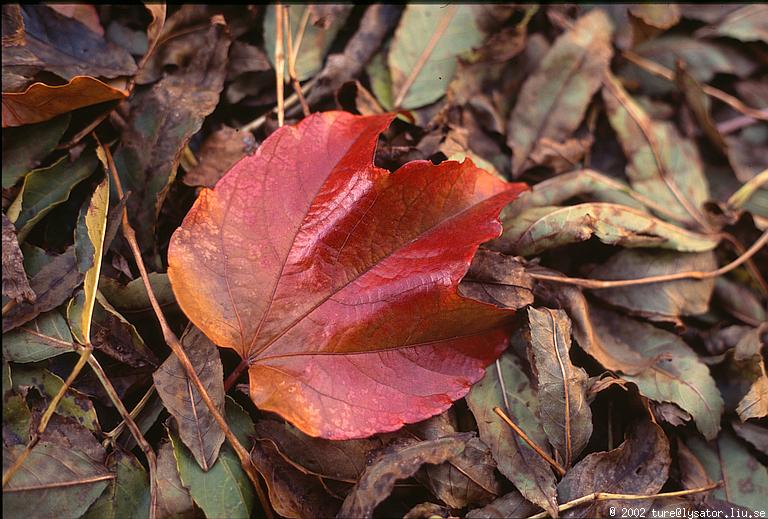 Red leaf on ground