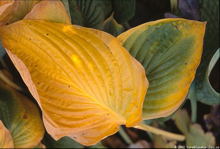 Yellow leaves