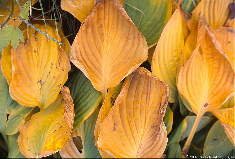 Yellow leaves