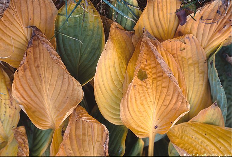 Yellow leaves