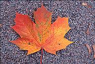 Orange maple leaf on gravel