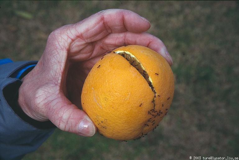 Fallen orange, Paralimni