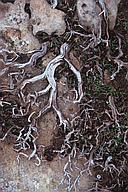 Tree roots