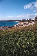 Ground-covering plants and landscape