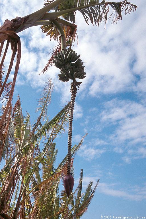 Banana plant, Agia Napa