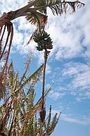 Banana plant, Agia Napa